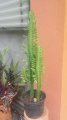 Euphorbia ingens - mozambique natal 1.5-2m